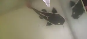 Red tail catfish