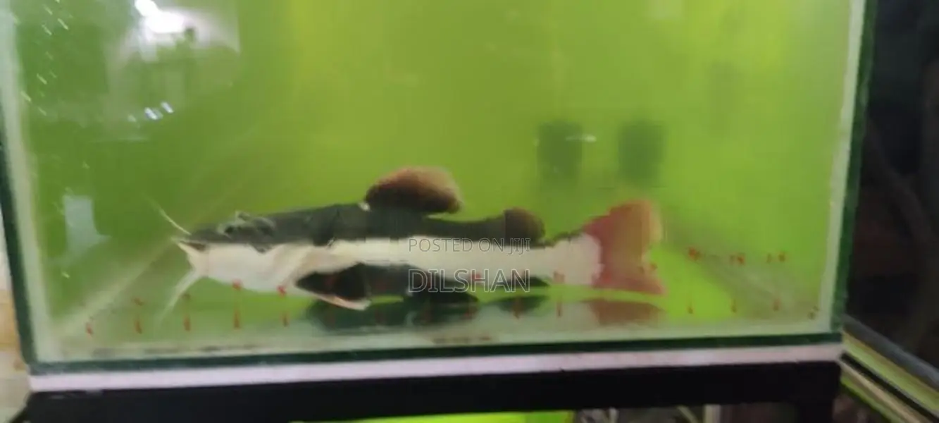 Red tail catfish