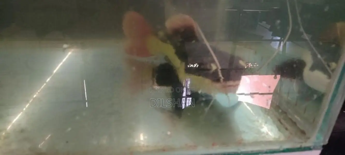 Red tail catfish