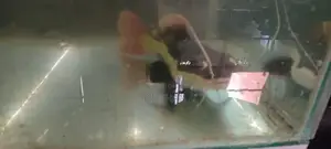 Red tail catfish