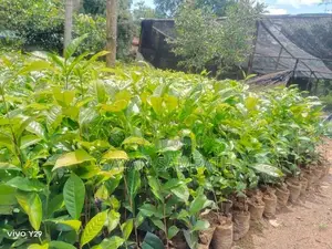 තේ පැල - Tea Plants