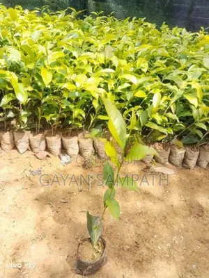 තේ පැල - Tea Plants