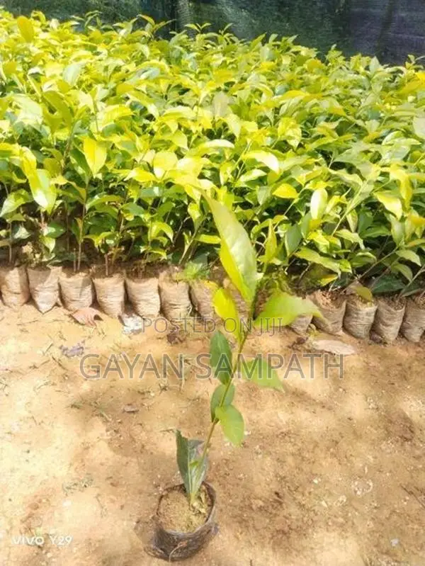 තේ පැල - Tea Plants