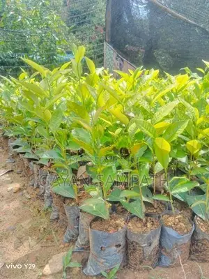 තේ පැල - Tea Plants
