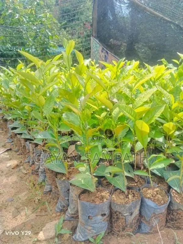 තේ පැල - Tea Plants