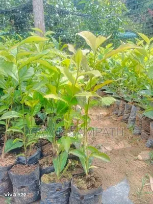 තේ පැල - Tea Plants