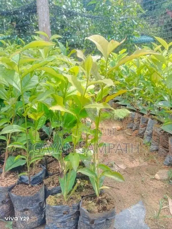 තේ පැල - Tea Plants