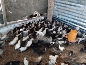 கழுத்து வெட்டி குஞ்சு