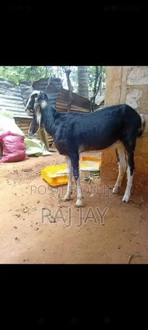 Farm Goats