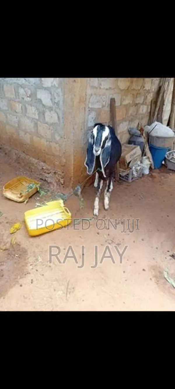 Farm Goats