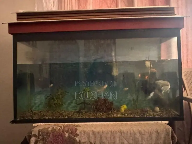 Fish Tank