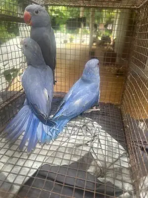 Violet Ringneck