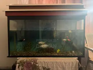 Fish Tank