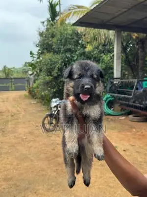 German Shepherd Puppies