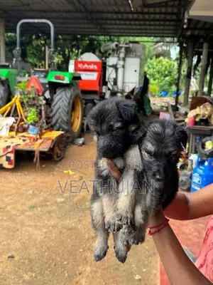 German Shepherd Puppies