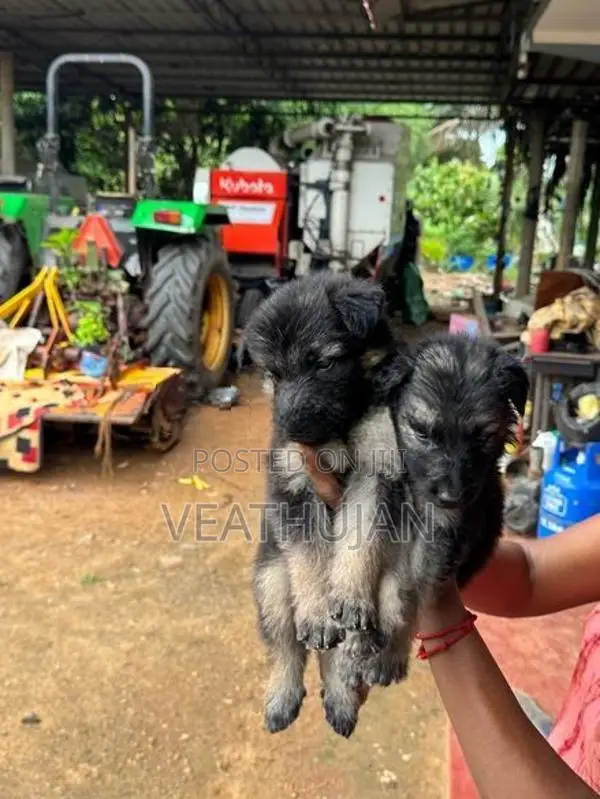 German Shepherd Puppies