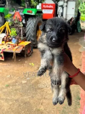 German Shepherd Puppies