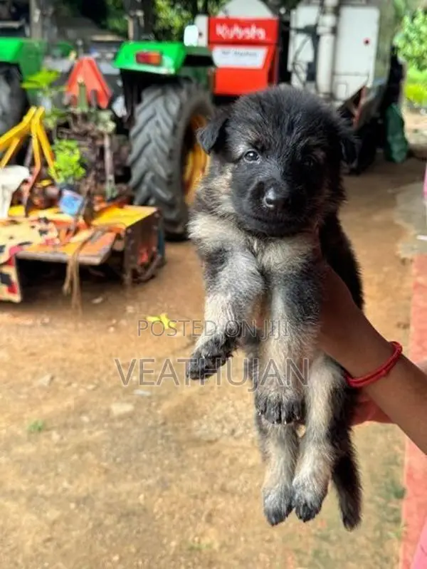 German Shepherd Puppies