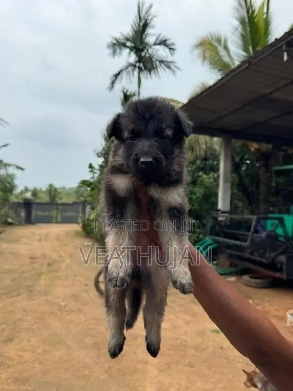 German Shepherd Puppies