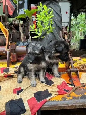 German Shepherd Puppies