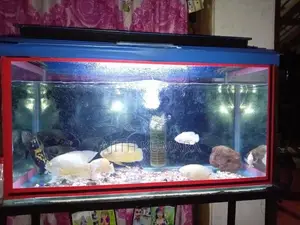 Fish Tank with
