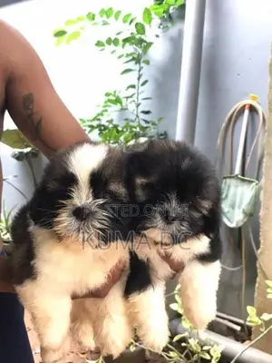 Shih Tzu Puppy