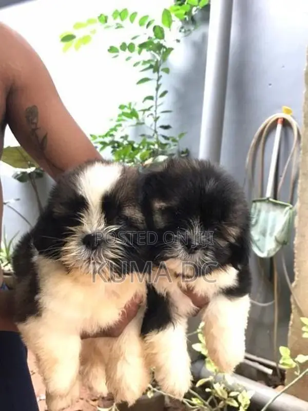 Shih Tzu Puppy