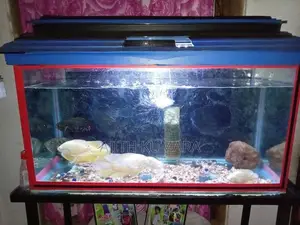 Fish Tank with