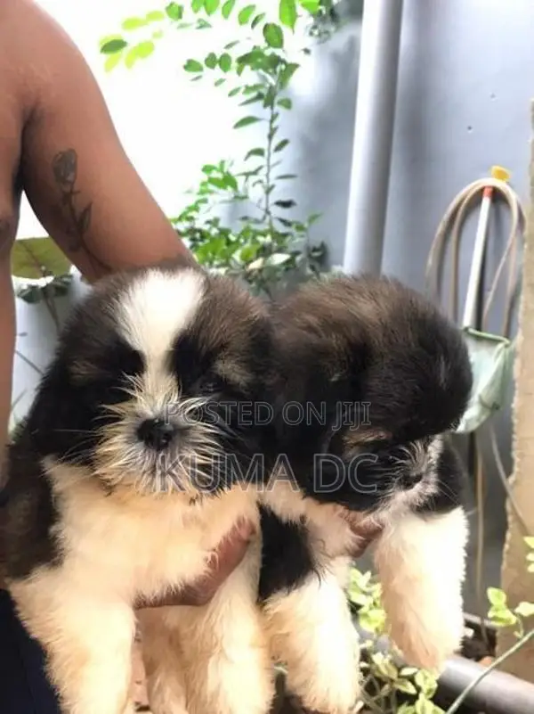 Shih Tzu Puppy