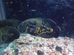 Fish Tank with