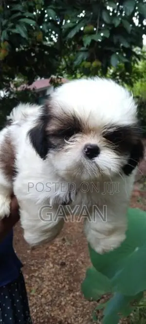 Shih Tzu Puppy