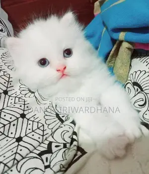 Pure Breed Persian Cat