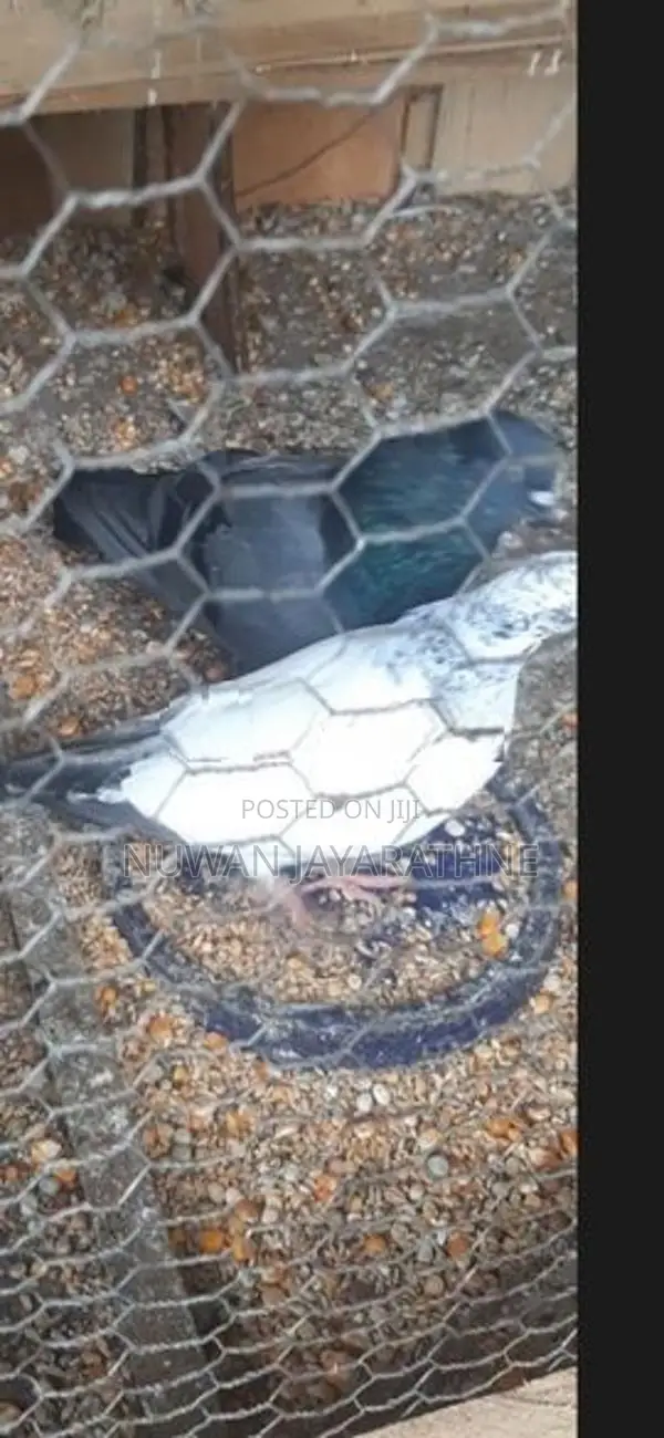 Pigeon