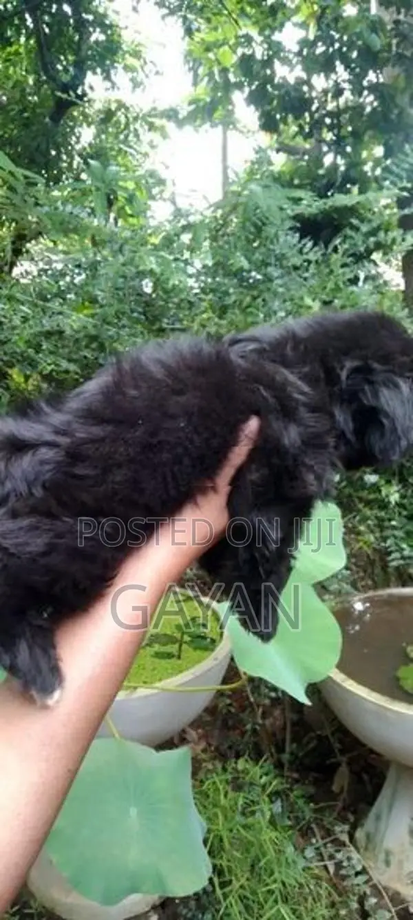 Shih Tzu Puppy