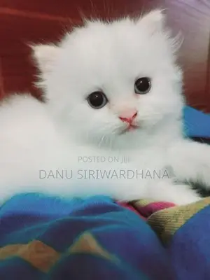 Pure Breed Persian Cat