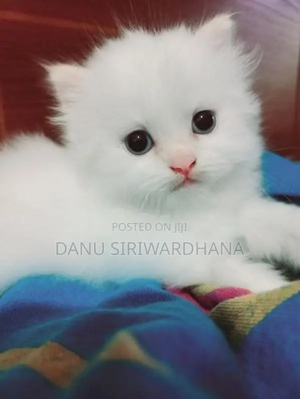 Pure Breed Persian Cat