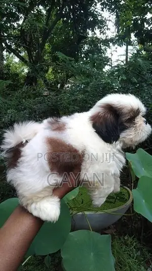 Shih Tzu Puppy
