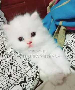 Pure Breed Persian Cat