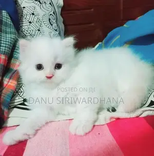 Pure Breed Persian Cat