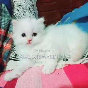 Pure Breed Persian Cat