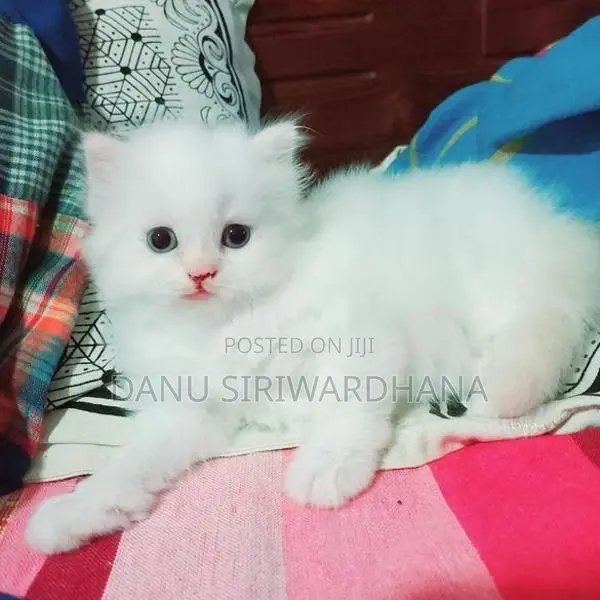 Pure Breed Persian Cat
