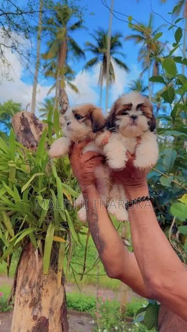 Shih Tzu Puppies