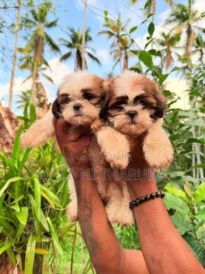 Shih Tzu Puppies