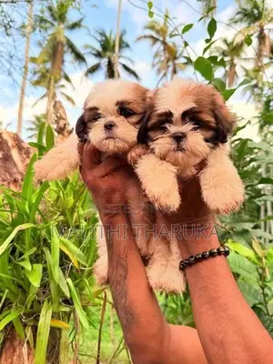 Shih Tzu Puppies