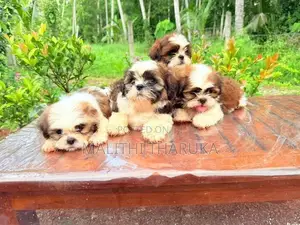 Shih Tzu Puppies