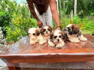 Shih Tzu Puppies
