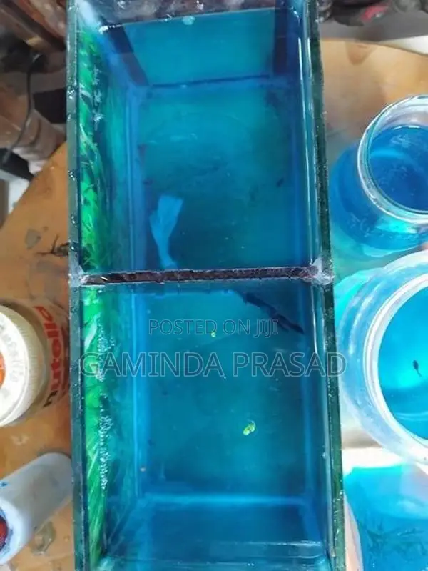 Fighter Fish with Tank