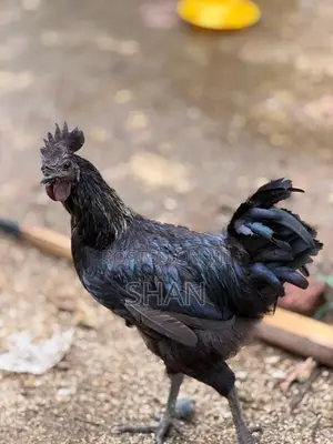 Hens