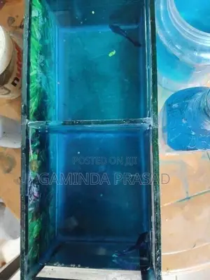 Fighter Fish with Tank