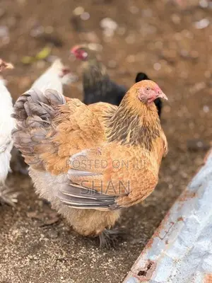 Hens